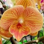 Phalaenopsis amabilis Květ