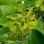 Acer buergerianum Fruit