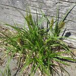 Carex macrocephala Hábito