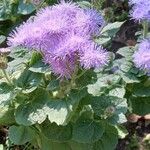 Ageratum houstonianum Συνήθη χαρακτηριστικά