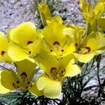 Calochortus aureus Цвят