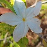 Mascarenhasia arborescens Flor