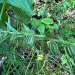 Epipactis helleborine Frugt