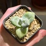 Dudleya pachyphytum List