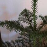 Araucaria heterophyllaपत्ता