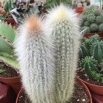 Cleistocactus strausii 葉