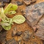 Cleome scaposa Leaf