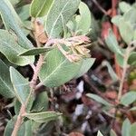 Arctostaphylos columbiana ᱥᱟᱠᱟᱢ