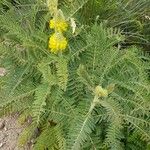 Astragalus alopecurus 形態