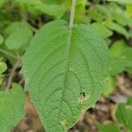 Physalis pubescens Hostoa