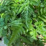 Tectaria gemmifera पत्ता