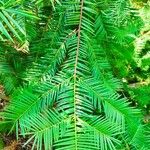 Torreya californica Hoja