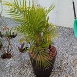 Chrysalidocarpus lutescens葉