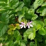 Erodium moschatum برگ