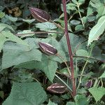Abelmoschus moschatus Fruct