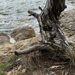 Juniperus macrocarpa Bark