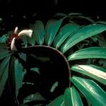 Cheilocostus speciosus Blüte