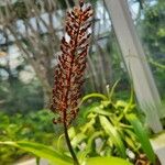 Nepenthes mirabilis Fruchs