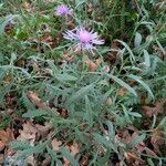 Centaurea stoebe Tervik taim