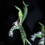 Catasetum barbatum Flower