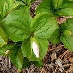 Trillium grandiflorum List