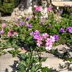 Verbena canadensis പുഷ്പം