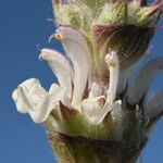 Salvia aethiopis Kvet