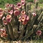 Hoodia gordonii Habit