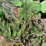 Cosentinia vellea Mosusu