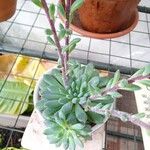 Echeveria setosa Levél