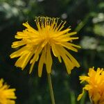 Crepis capillaris 花