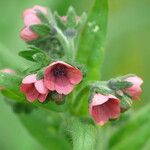 Cynoglossum montanum Blodyn