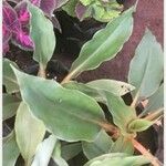 Chlorophytum orchidastrum Leaf