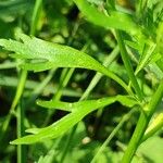 Ranunculus sceleratus Blatt