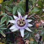 Passiflora caeruleaКвітка