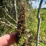 Steinchisma laxum Fruit