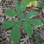 Aralia nudicaulis Folio