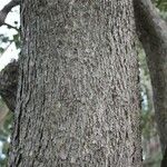 Cordia africana Coajă