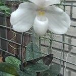 Paphiopedilum niveum Lorea