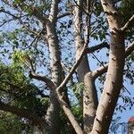 Ficus variegata عادت داشتن