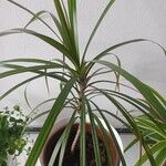 Dracaena reflexa葉