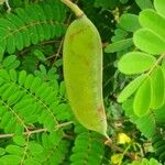 Caesalpinia decapetala Fruct
