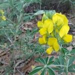 Crotalaria grahamiana Flower