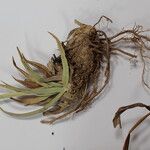 Carex uncinioides 其他