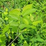 Celtis tenuifolia Leaf