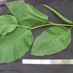 Piper prismaticum Leaf