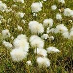 Eriophorum scheuchzeri ফুল