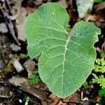 Arctium nemorosum पत्ता