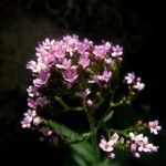 Centranthus trinervis Virág
