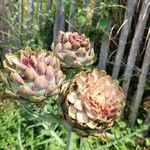 Cynara cardunculus果実